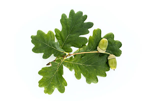 istock Green Oak Leaves with Acorns Isolated on a White Background 2232111282