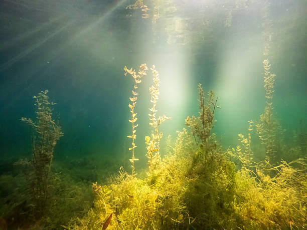 istock Underwater Scene with Sunbeams and Aquatic Plants 2232112905
