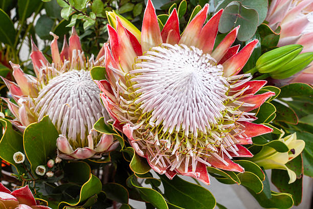 istock king protea flowers in an arrangement 2232114529