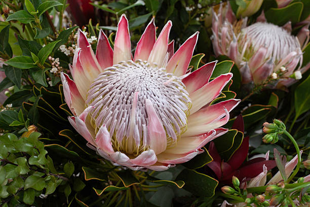 istock South Africa's National flower, Protea 2232114532