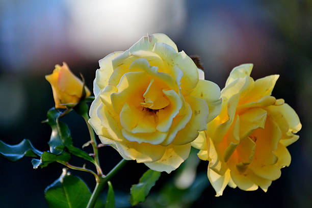 Rose is a perennial flowering plant, which can be erect shrub, climbing or trailing with stems that often have sharp prickles. Flowers vary in size and shape with colors ranging from white, yellow, purple, orange, pink to red. The blooming time is from early summer to fall.