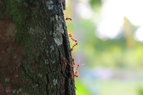 A group of red ants crossing a cable
