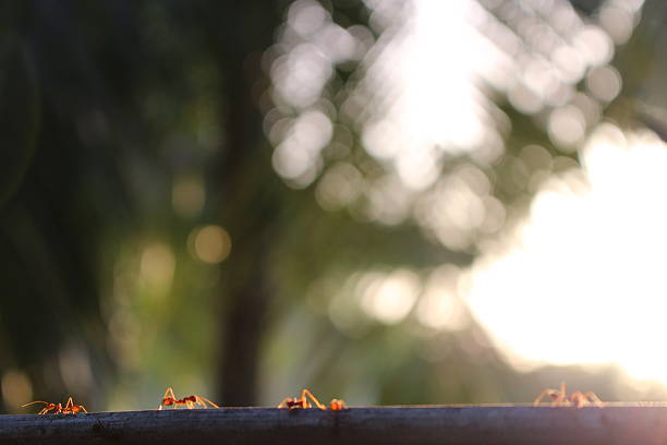 A group of red ants crossing a cable