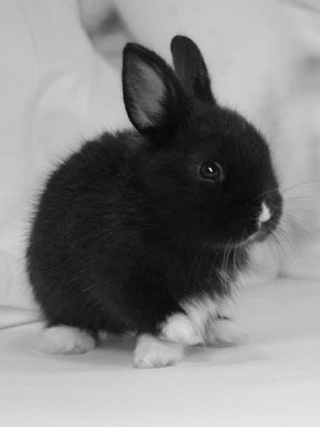 A fluffy rabbit with soft fur, standing on lush green grass. Its long ears perked up, showcasing curiosity and charm. Perfectly captures the gentle and playful nature of these adorable creatures.