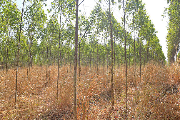 Eucalyptus tree plantation landscape for background.