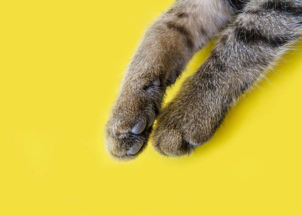 istock Cat's paws on a yellow background. 2232119631