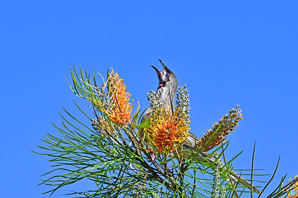 istock Australian red wattle bird chirping 2232122408