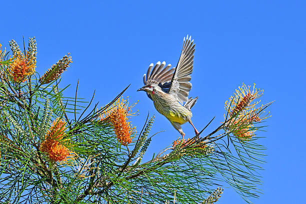 istock Australian red wattle bird taking off 2232122426
