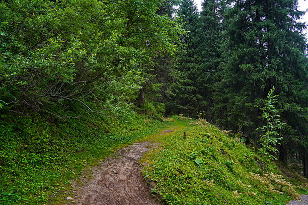 Sunlight filters through the trees, illuminating a winding dirt path that beckons exploration in the heart of a vibrant green forest, creating a serene and inviting atmosphere