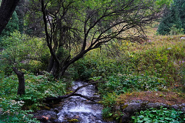 istock National Nature Park. Mountainous area with different vegetation.  Cloudy, raining. 2232123072