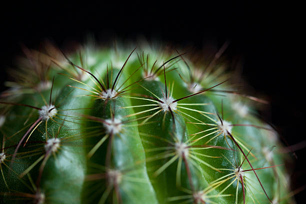istock Close up of green cactus on dark background, minimal design element 2232124243