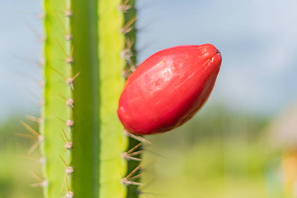 Ripe red jamacaru cactus fruit