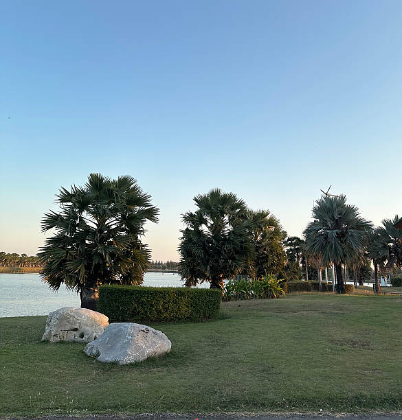 istock Evening Lakeside Park in Thailand 2232125231