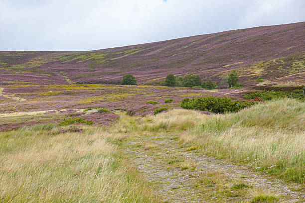 Draughton Heights include a wonderful footpath through moorland rich with purple heathers and Christmas pine trees, that provide awesome views of rural dales in Skipton and Keighley.