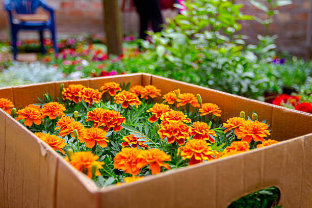 Calendula officinalis, Mary's gold, common marigold, the pot marigold, Scotch marigold, or ruddles, as blooming is placed in cardboard box, arranged in florist yard, planted in flowerpots.