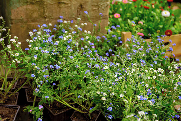 Myosotis scorpioides (true forget-me-not or water forget-me-not) small blue and white flower blooming is placed in arranged in florist yard, planted in flowerpots.