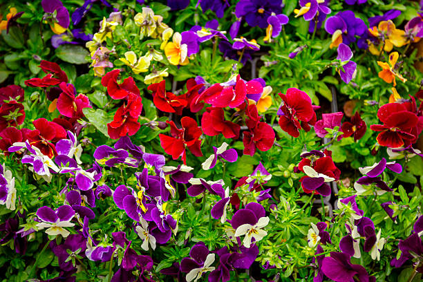 istock Colorful pansy flowers 2232127001