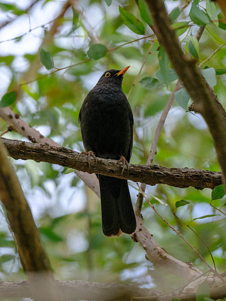 istock wild blackbird in forest habitat 2232127132