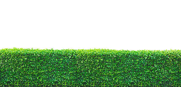 istock Tropical tree fences or walls, bushes, trees. 2232127530