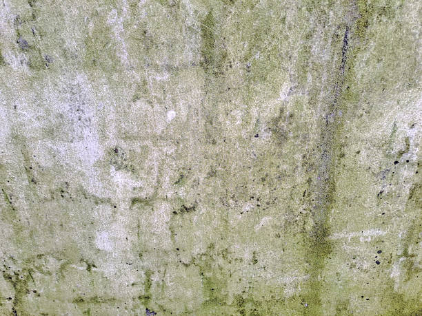 istock Textured concrete wall with green grass and moss creates a striking backdrop for highlighting urban decay or nature's resilience 2232128561