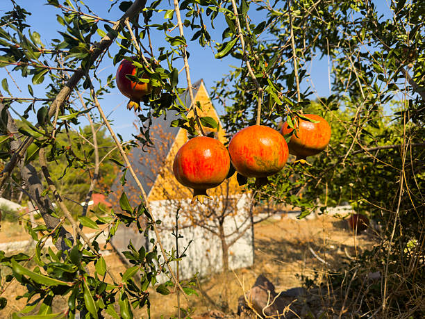 istock village garden with pomegranate tree 2232129872