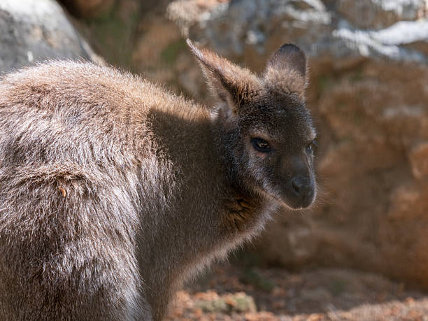 istock wild kangaroo in natural habitat 2232130150