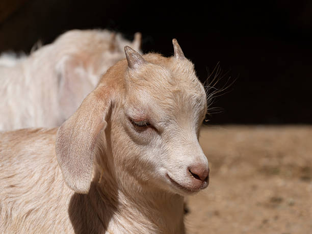 young goat grazing on farm