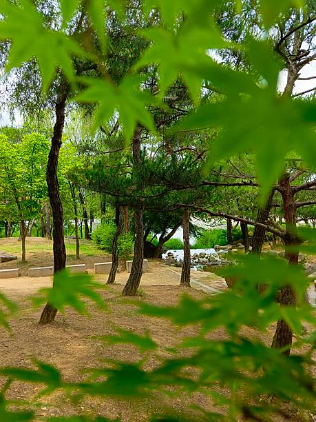 istock Seoul City Park through the leaves 2232131209