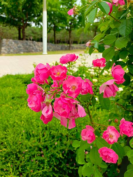 Roses in Seoul City Park