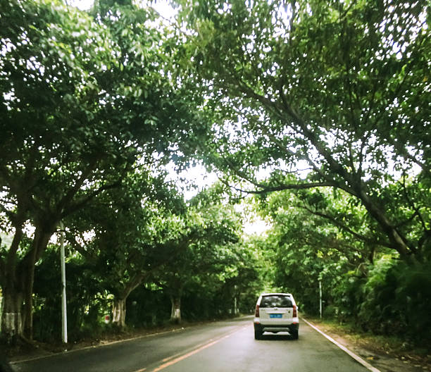 Highway, a big tree, off-road, travel, vacation