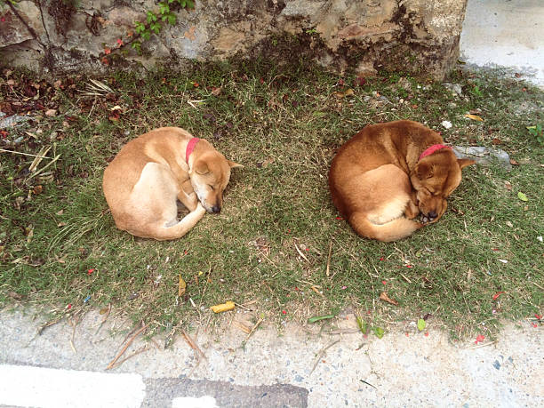 istock Two poor stray dogs sleeping on the grass 2232132408