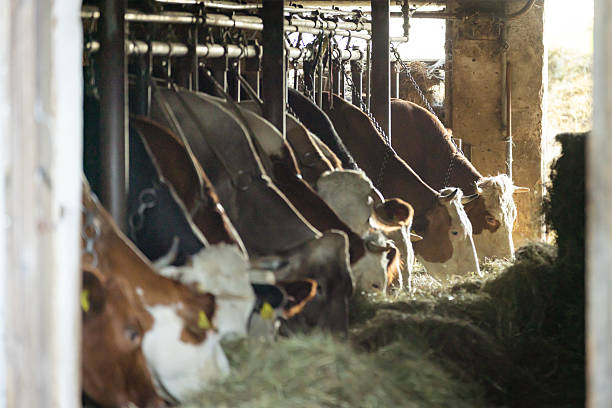 A group of dairy cows are feeding on hay from a trough inside an agricultural farm. The setting highlights modern farming practices and the necessity of suitable nutrition in cattle husbandry.