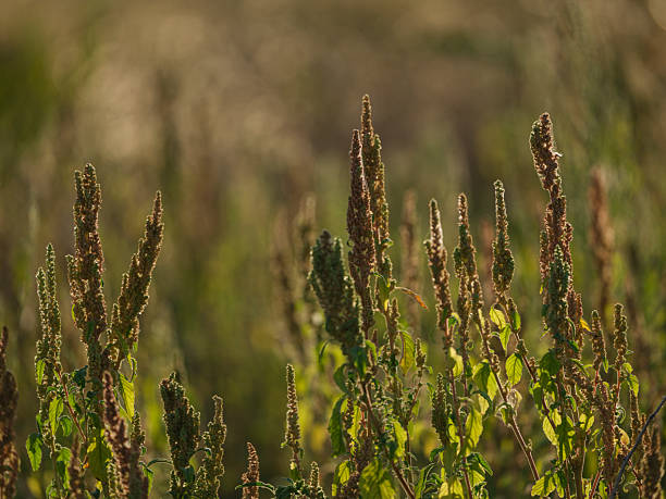 istock Blooming Flowers in Woodland 2232135977