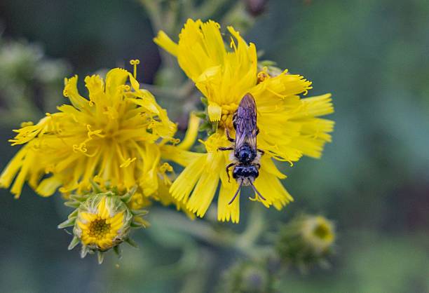 istock Panurgus calcaratus on a yellow flower 2232136567
