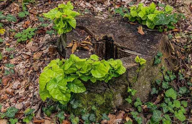In the autumn beech mountain forest