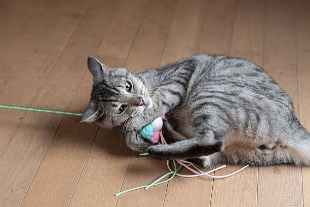 istock Cute cat playing with a toy 2232136853