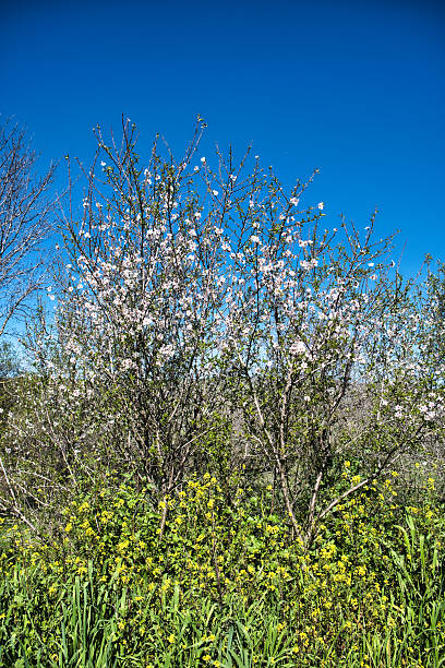istock Blossoming almond trees and yellow spring flowers 2232139010