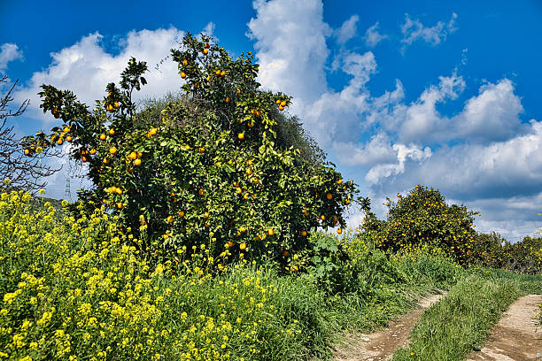 Orange trees full of oranges in a neglected orchard along a dirt road in Cyprus