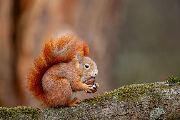 istock A beautiful red squirrel is looking for food during winter 2232139224