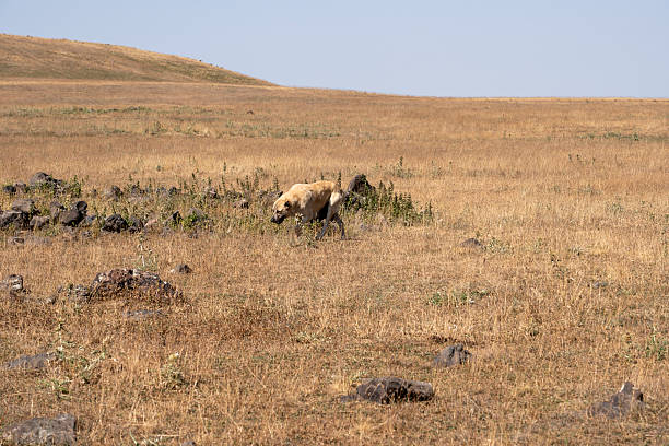 istock Stray dog walking through dry grassland on a sunny day 2232139427