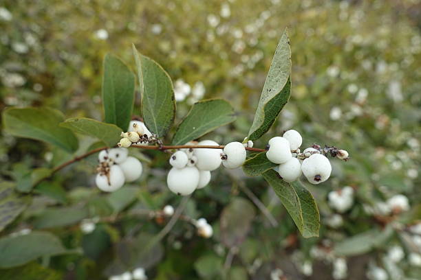 istock Shoot of Symphoricarpos albus with white berries in October 2232140449