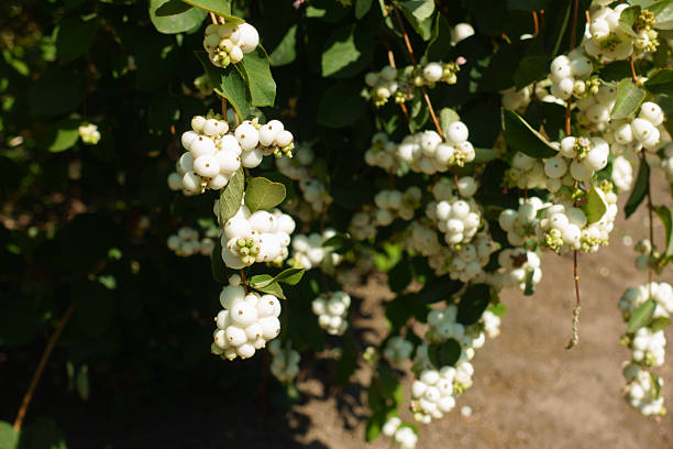 White berries of Symphoricarpos albus in mid September