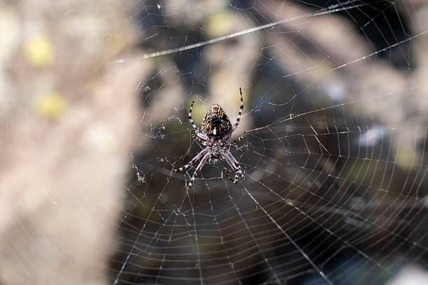 istock Close-up of spider on web in natural light 2232140697