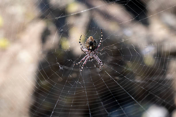 istock Close-up of spider on web in natural light 2232140757