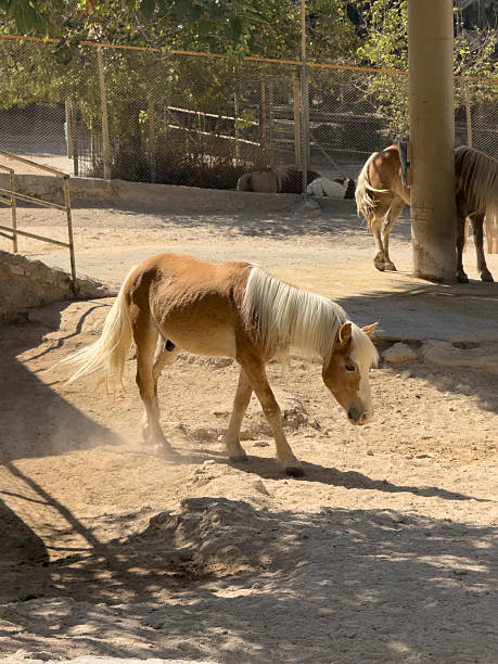 istock horses grazing at farm 2232140824