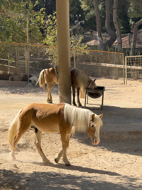 istock horses grazing at farm 2232140902
