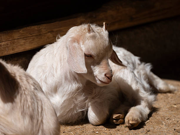 Young goat kid in farmyard. Cute and curious. Adorable baby goat. Fluffy baby goat portrait in natural light. Springtime farm scene.