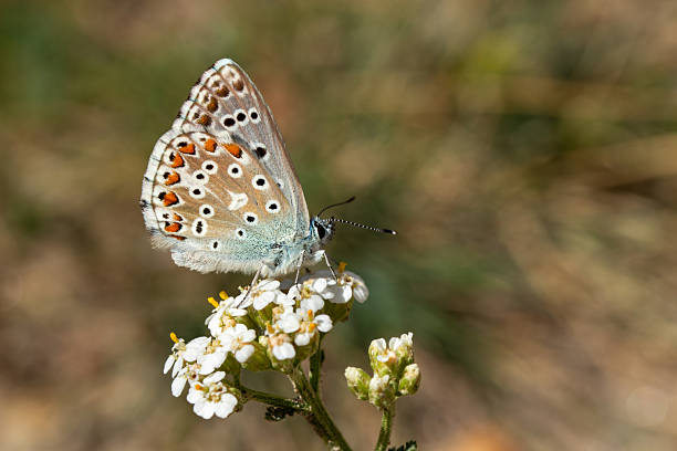istock Blue Butterfly on Flower, Close-Up Macro with Soft Blurred Background 2232141996