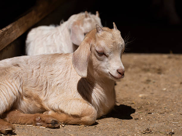 Baby goat relaxing under the shade inside the corral