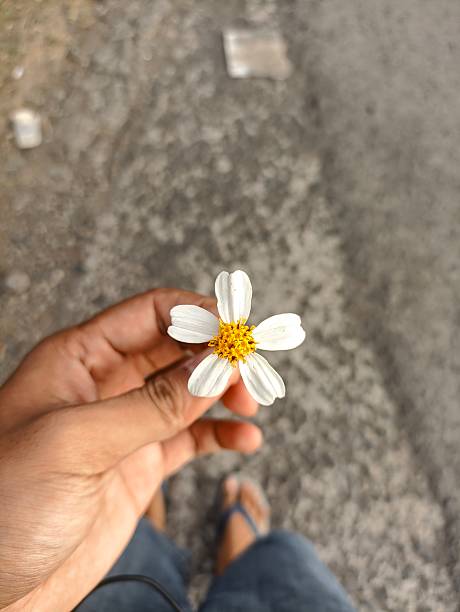 istock hand holding flower with white petal and yellow part 2232143170